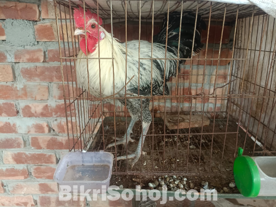 মিশরি ফাওমি জাতের মুরগি
